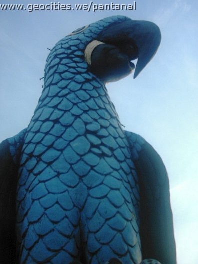 2473_geocities_ws_pantanal.jpg