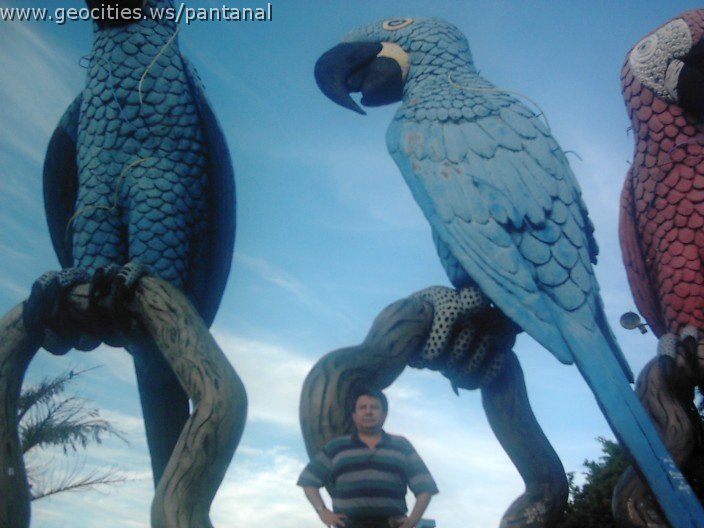 2476_geocities_ws_pantanal.jpg