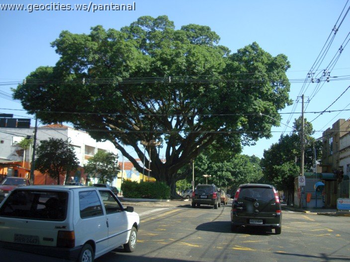 2543_geocities_ws_pantanal.jpg