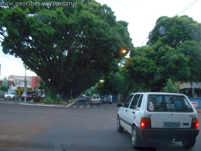 2720_geocities_ws_pantanal.jpg