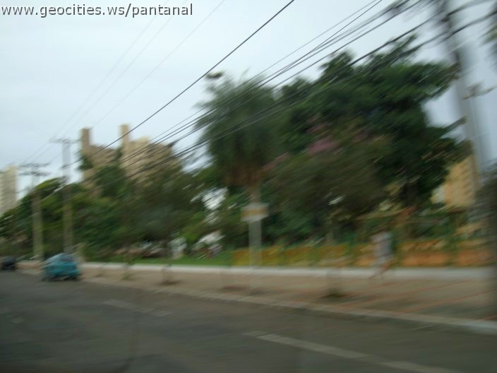 2747_geocities_ws_pantanal.jpg