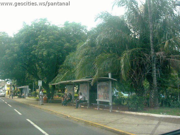 2926_geocities_ws_pantanal.jpg