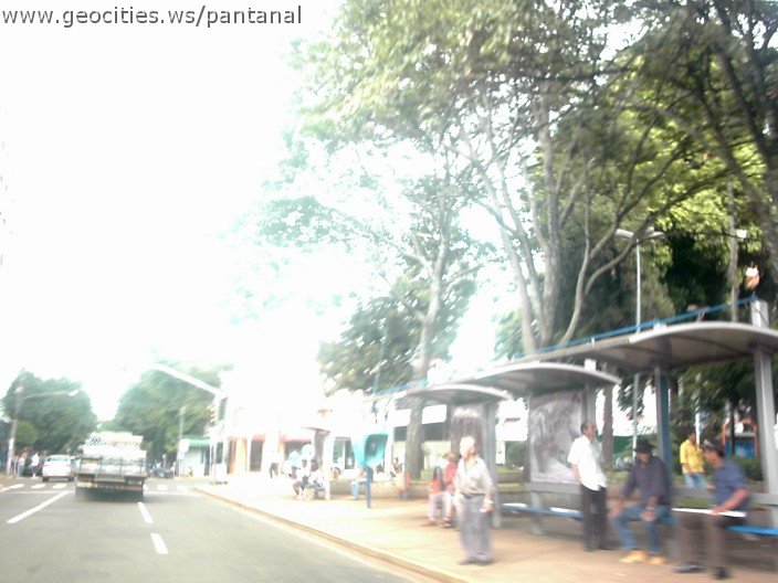 2931_geocities_ws_pantanal.jpg