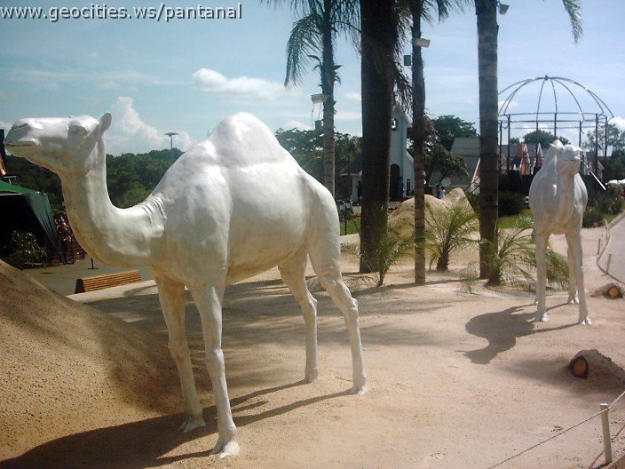 3108_geocities_ws_pantanal.jpg