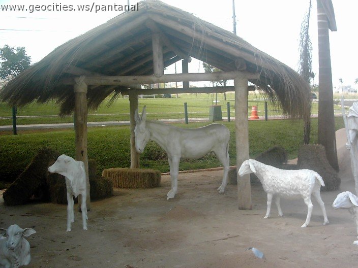 3117_geocities_ws_pantanal.jpg
