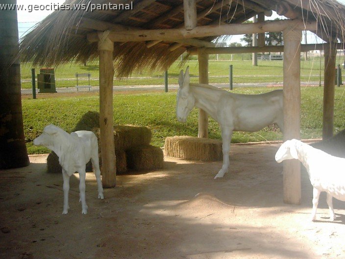 3119_geocities_ws_pantanal.jpg