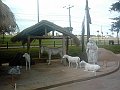 3116_geocities_ws_pantanal