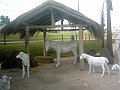 3117_geocities_ws_pantanal