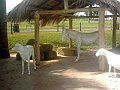 3119_geocities_ws_pantanal