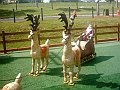 3169_geocities_ws_pantanal