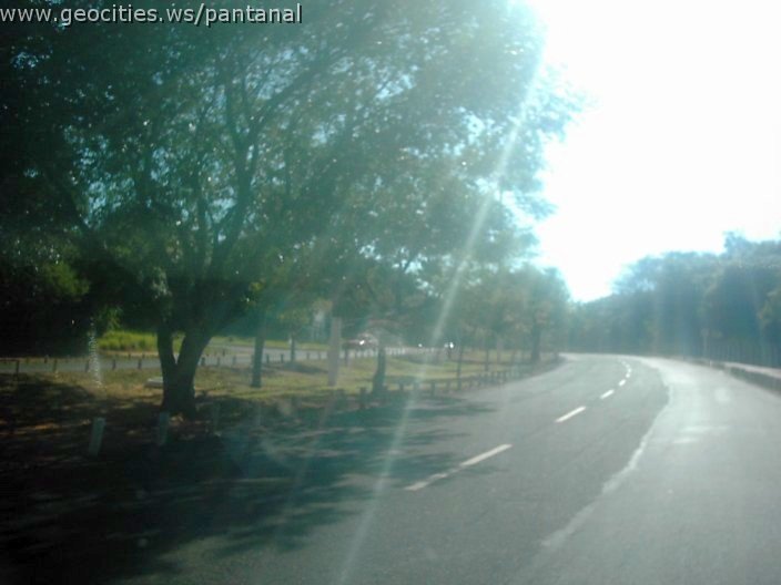3336_geocities_ws_pantanal.jpg