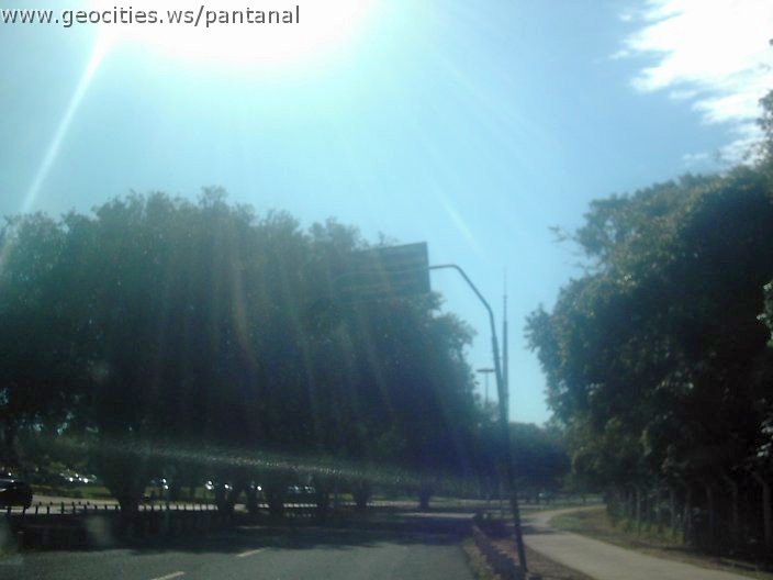 3338_geocities_ws_pantanal.jpg