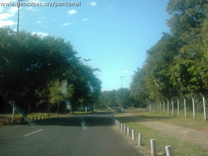 3339_geocities_ws_pantanal.jpg