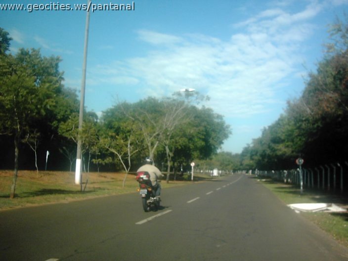 3343_geocities_ws_pantanal.jpg