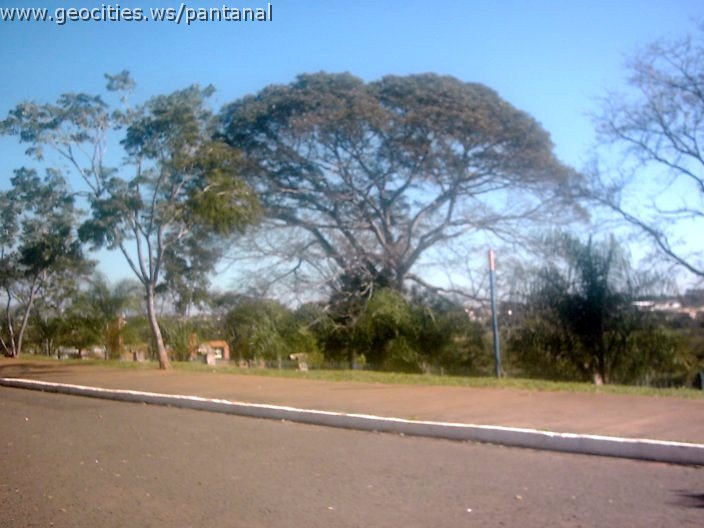 3358_geocities_ws_pantanal.jpg