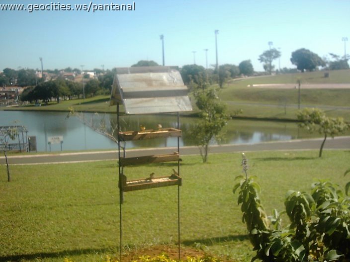 3393_geocities_ws_pantanal.jpg