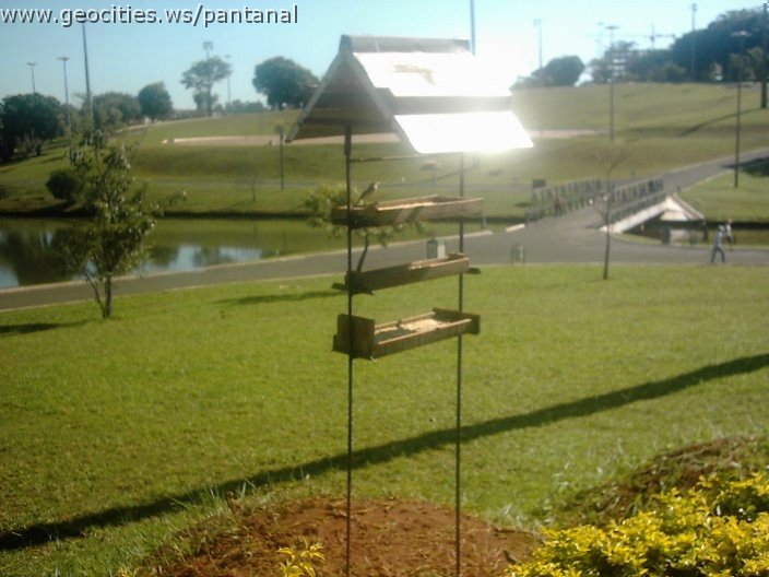 3396_geocities_ws_pantanal.jpg