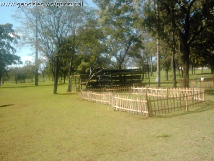 3420_geocities_ws_pantanal.jpg