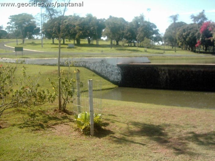 3436_geocities_ws_pantanal.jpg