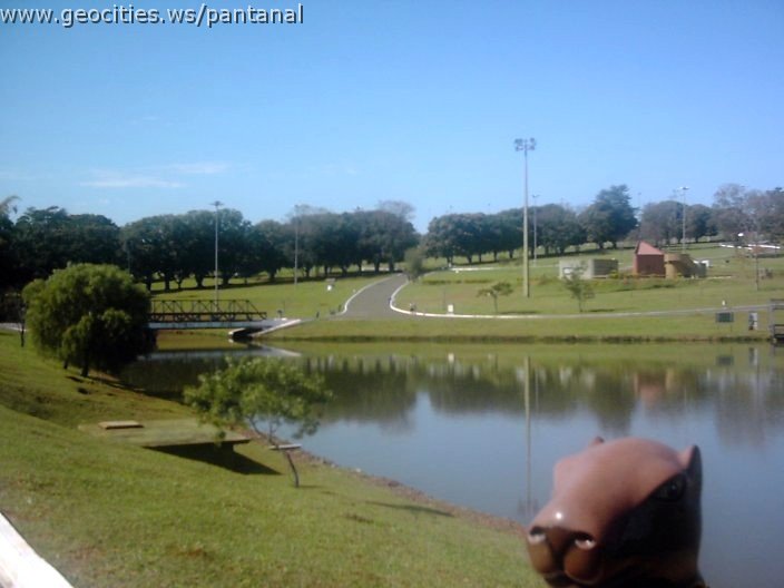 3470_geocities_ws_pantanal.jpg