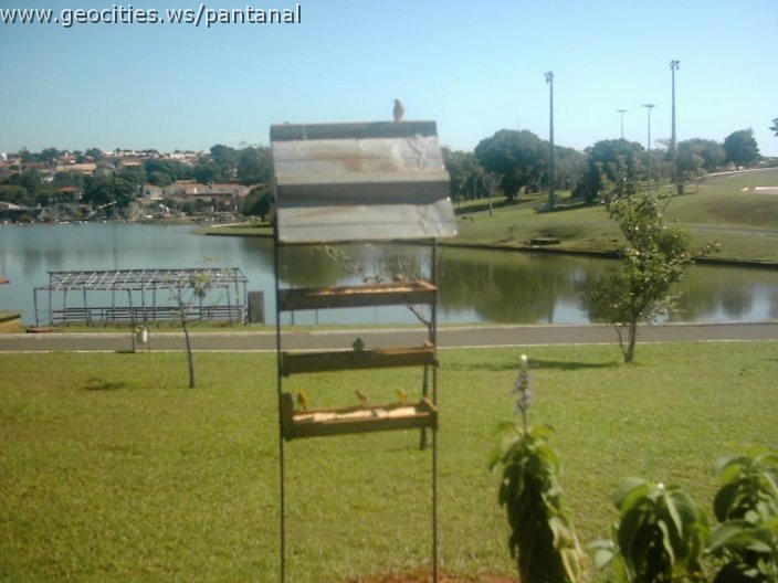 3482_geocities_ws_pantanal.jpg