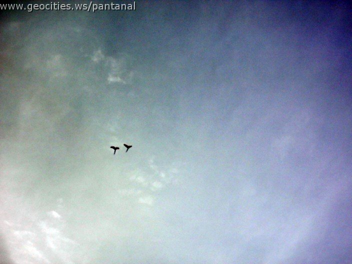 3561_geocities_ws_pantanal.jpg