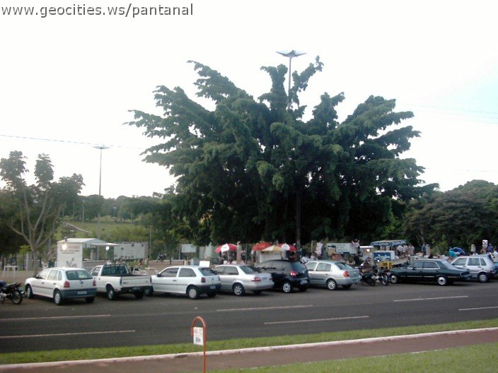 3578_geocities_ws_pantanal.jpg