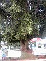 3557_geocities_ws_pantanal