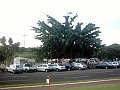 3578_geocities_ws_pantanal
