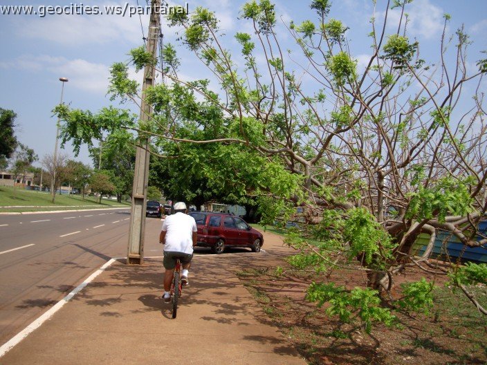 3418-geocities-ws-pantanal.jpg