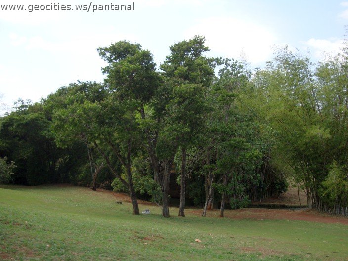 3473-geocities-ws-pantanal.jpg