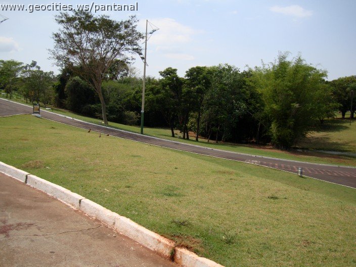 3486-geocities-ws-pantanal.jpg