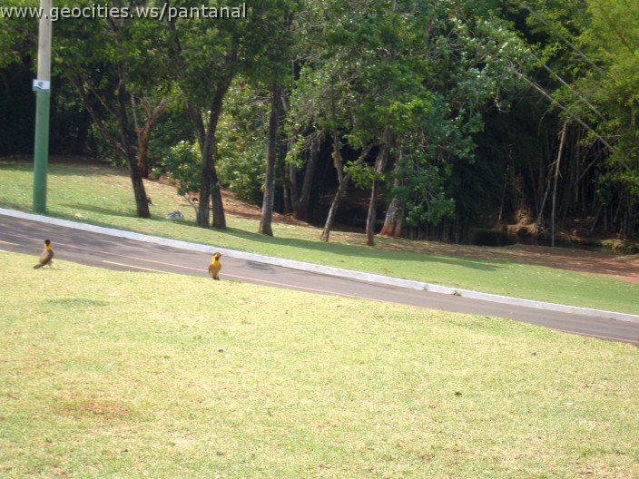3487-geocities-ws-pantanal.jpg