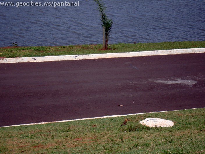 3494-geocities-ws-pantanal.jpg