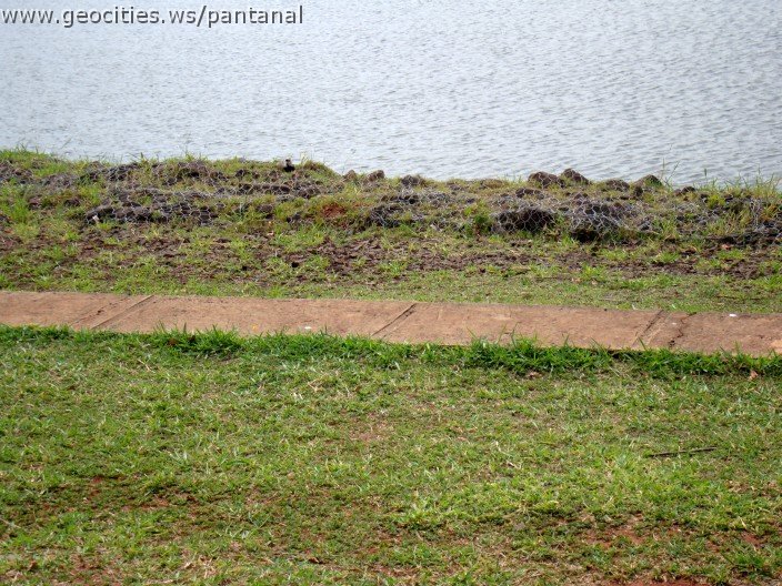 3580-geocities-ws-pantanal.jpg
