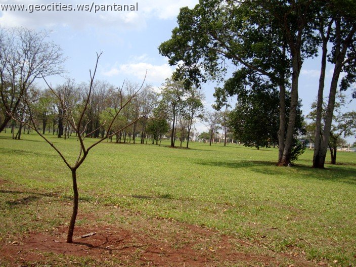 3593-geocities-ws-pantanal.jpg