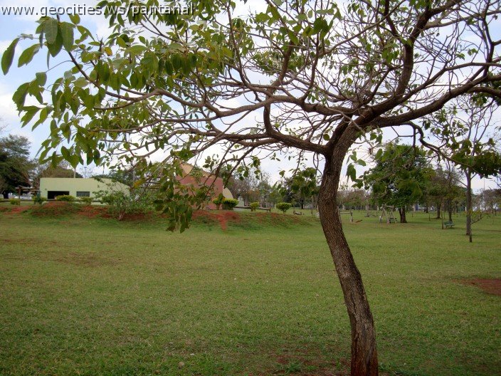 3615-geocities-ws-pantanal.jpg