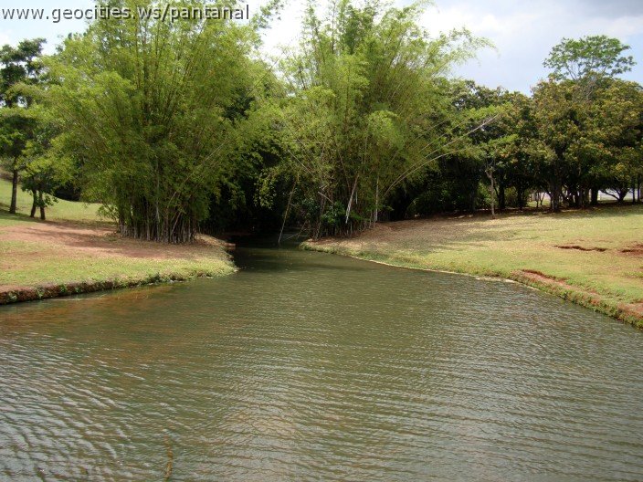 3625-geocities-ws-pantanal.jpg