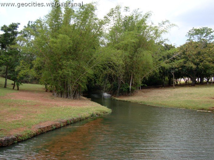 3629-geocities-ws-pantanal.jpg