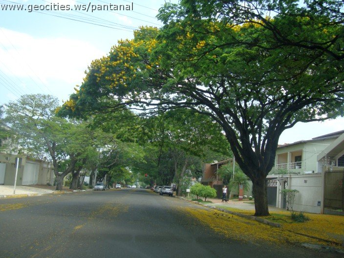 3737-geocities-ws-pantanal.jpg