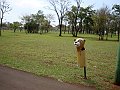 3461-geocities-ws-pantanal