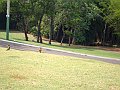 3487-geocities-ws-pantanal