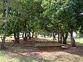 3536-geocities-ws-pantanal