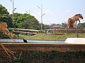 3548-geocities-ws-pantanal
