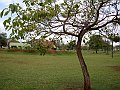 3615-geocities-ws-pantanal