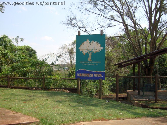 3825-geocities-ws-pantanal.jpg