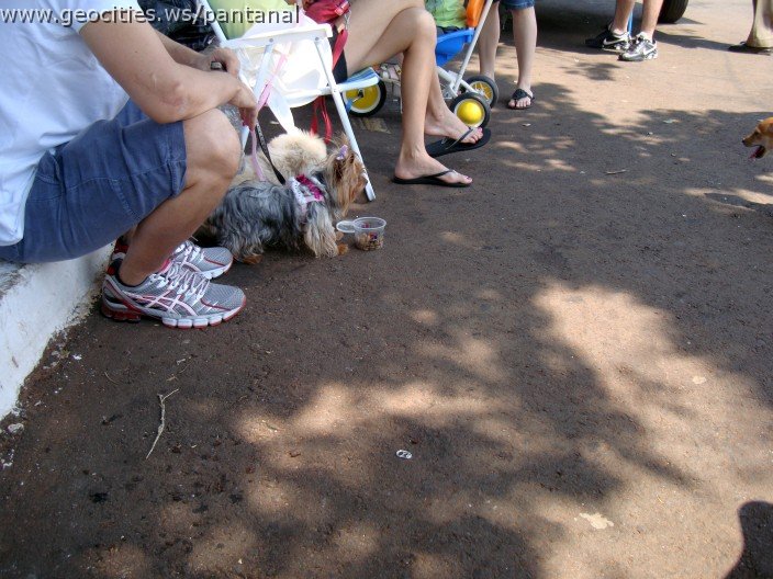 3871-geocities-ws-pantanal.jpg