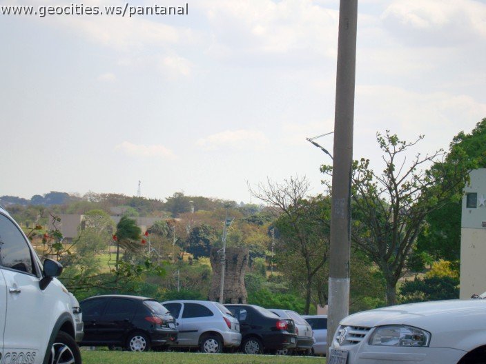 3877-geocities-ws-pantanal.jpg