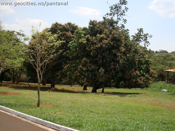 3896-geocities-ws-pantanal.jpg