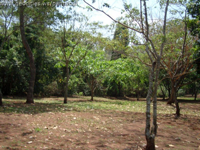 3899-geocities-ws-pantanal.jpg